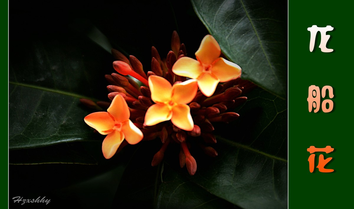 龙船花（2024217）