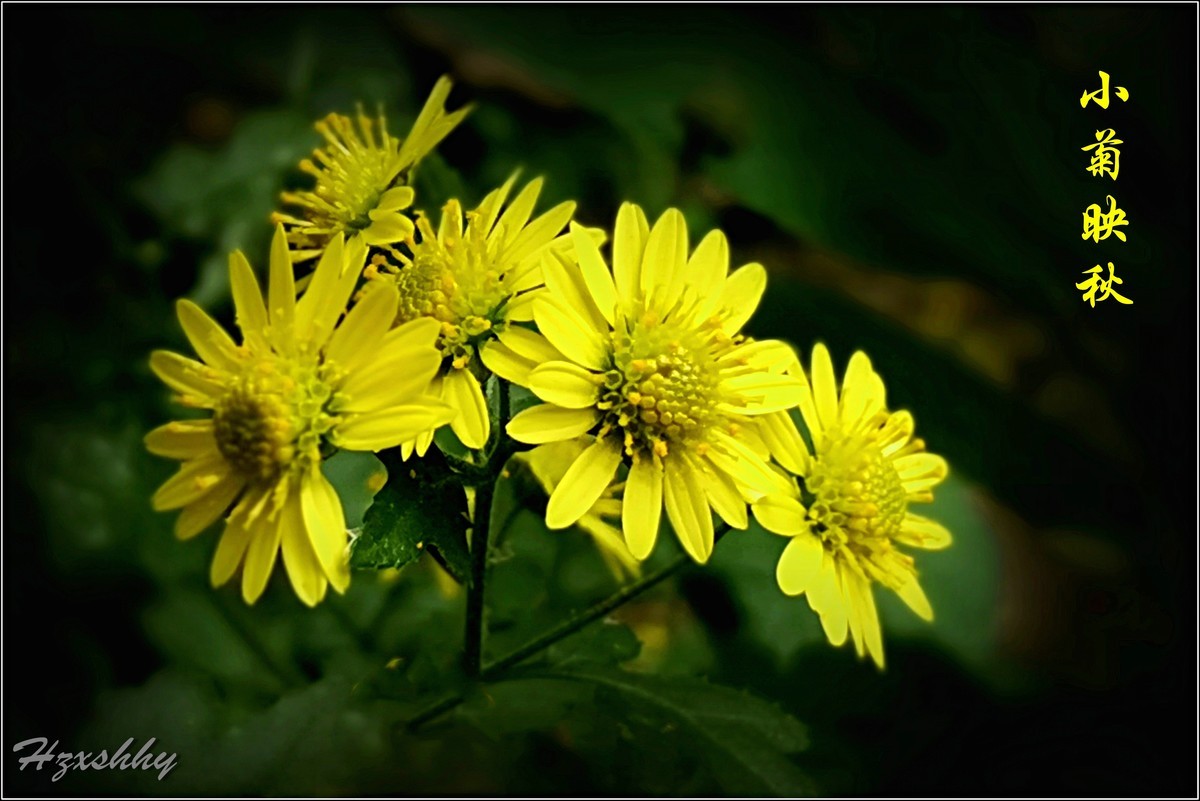 小菊映秋（2024340）