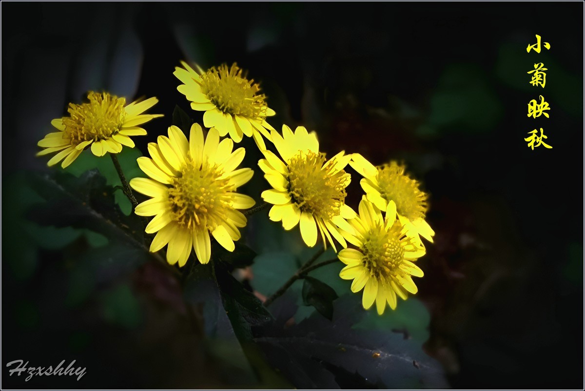 小菊映秋（2024340）