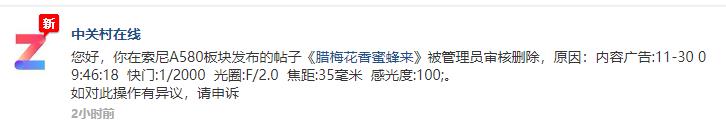 腊梅花香蜜蜂来