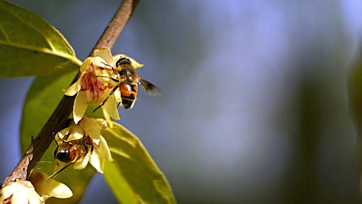 腊梅花香蜜蜂来