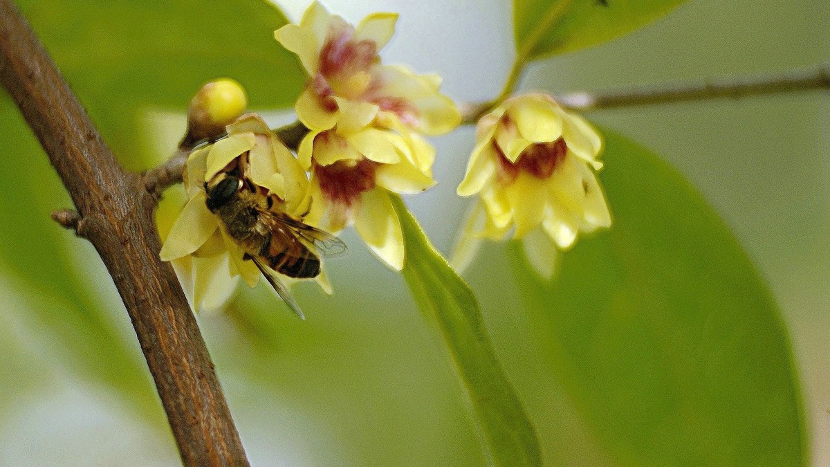 腊梅花香蜜蜂来