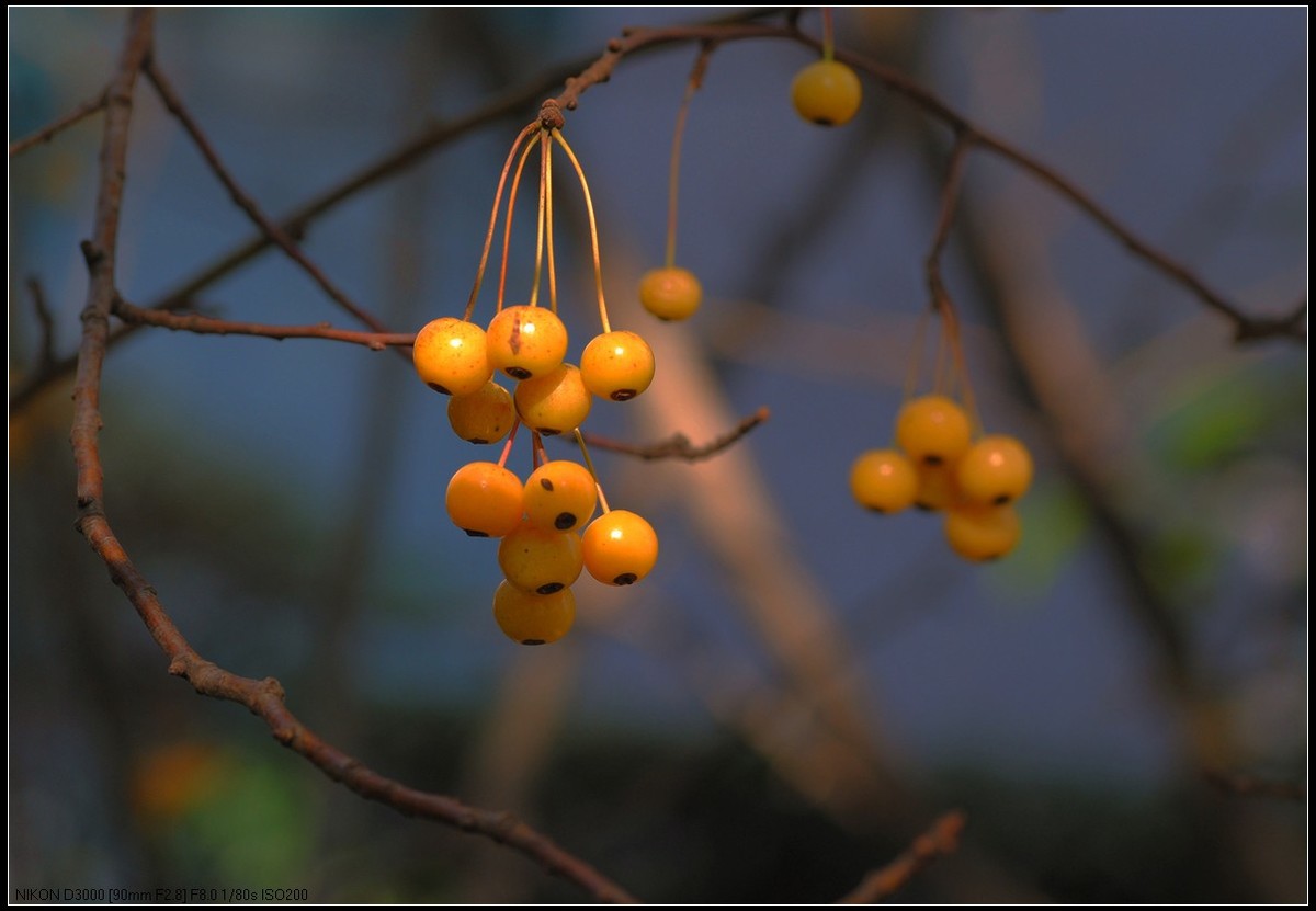 野樱桃和多肉生石花