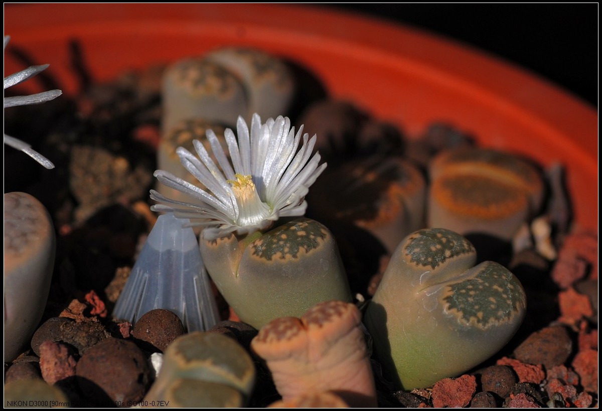 野樱桃和多肉生石花