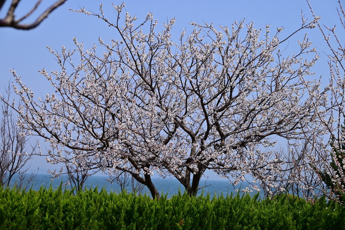 春风拂面桃花绽放
