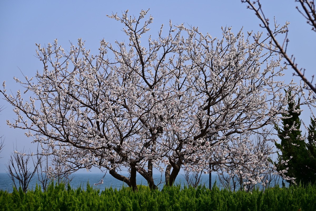 春风拂面桃花绽放