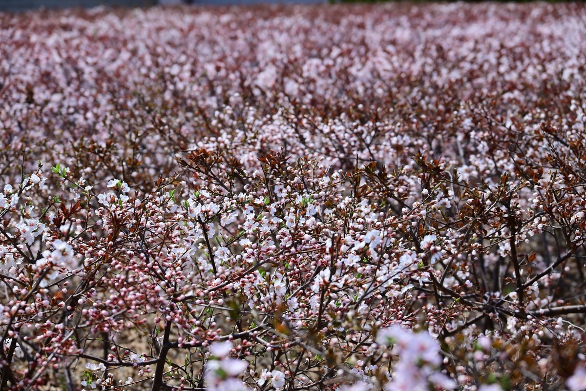 春风拂面桃花绽放