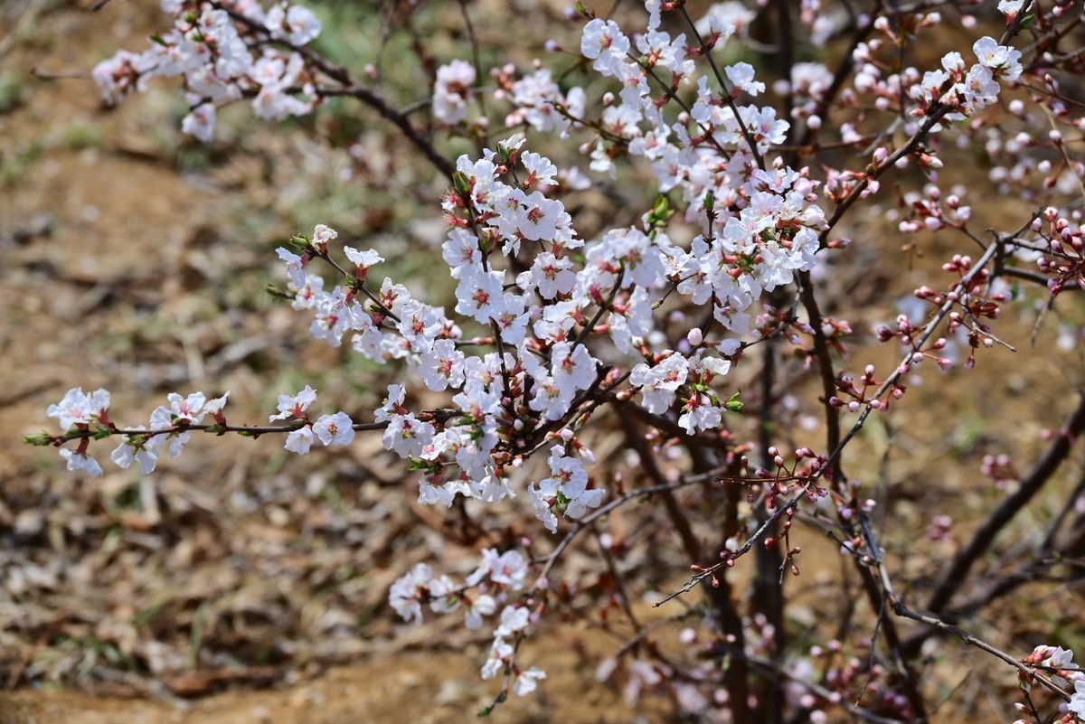 春风拂面桃花绽放
