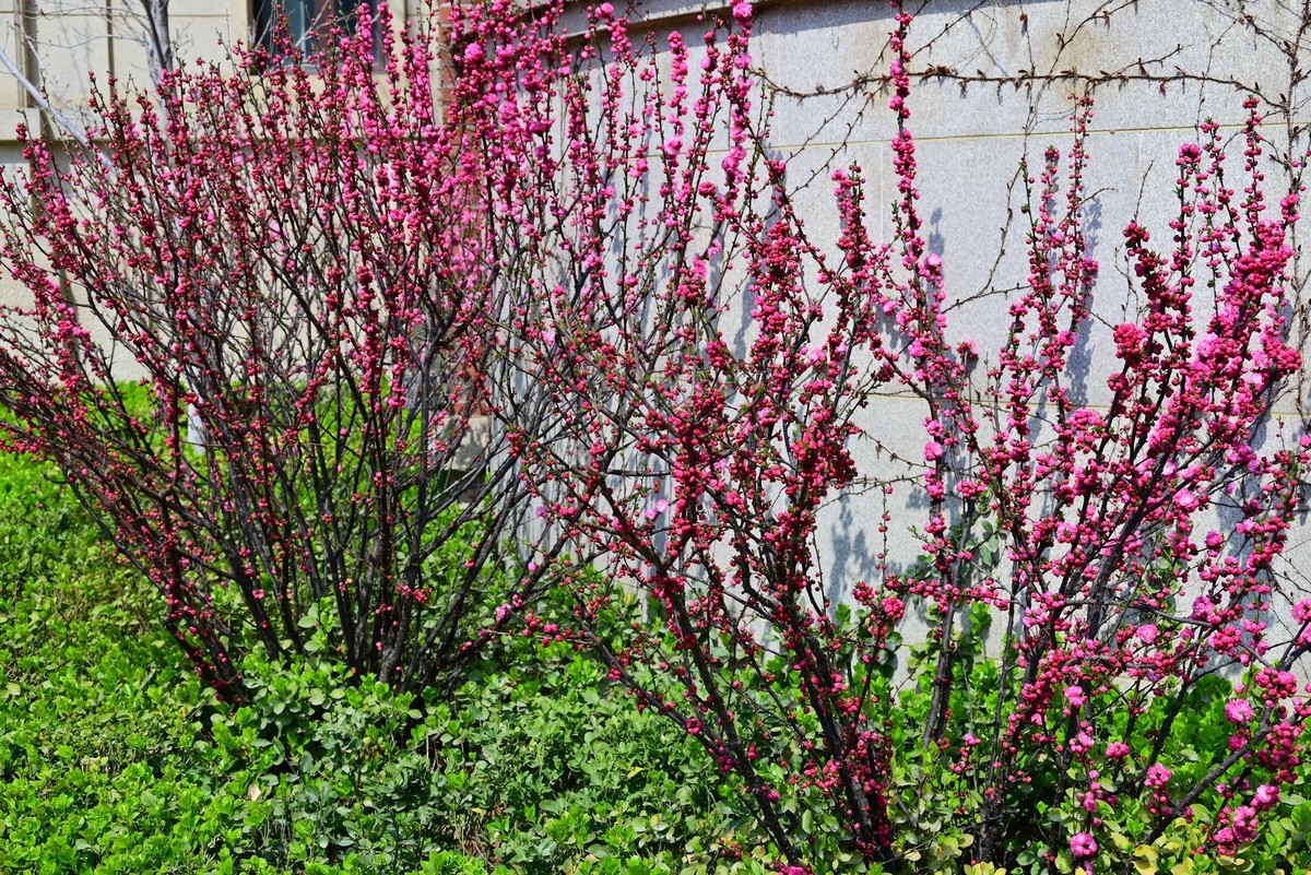 春风拂面桃花绽放