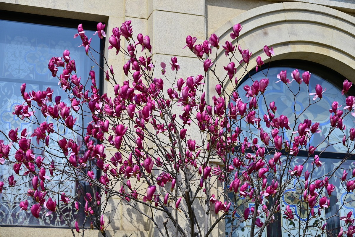 春风拂面桃花绽放