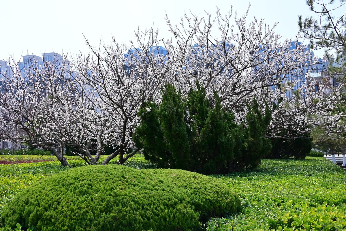 春风拂面桃花绽放