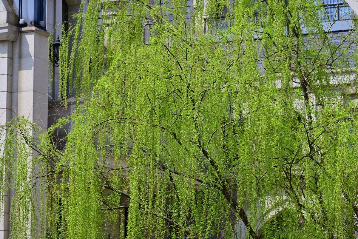 春风拂面桃花绽放