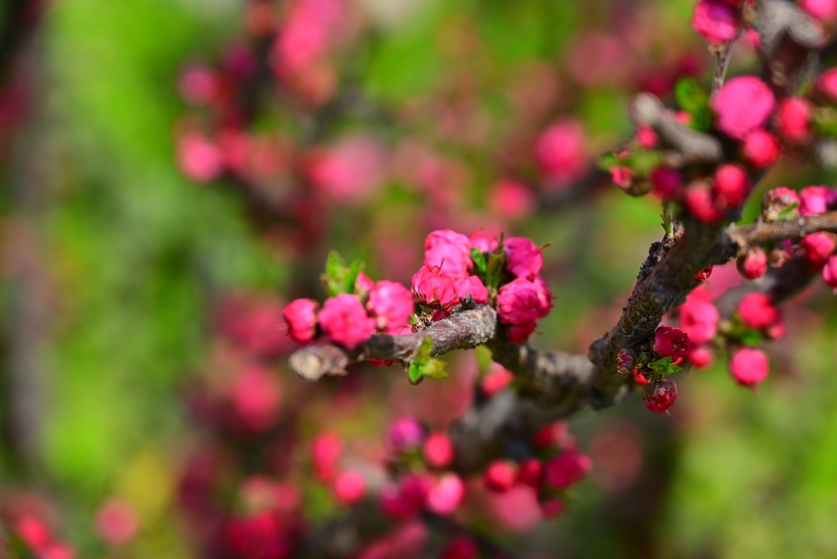 春风拂面桃花绽放