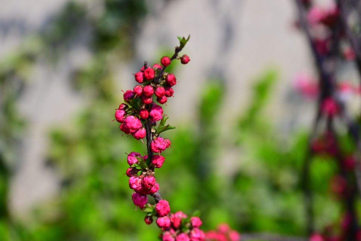 春风拂面桃花绽放