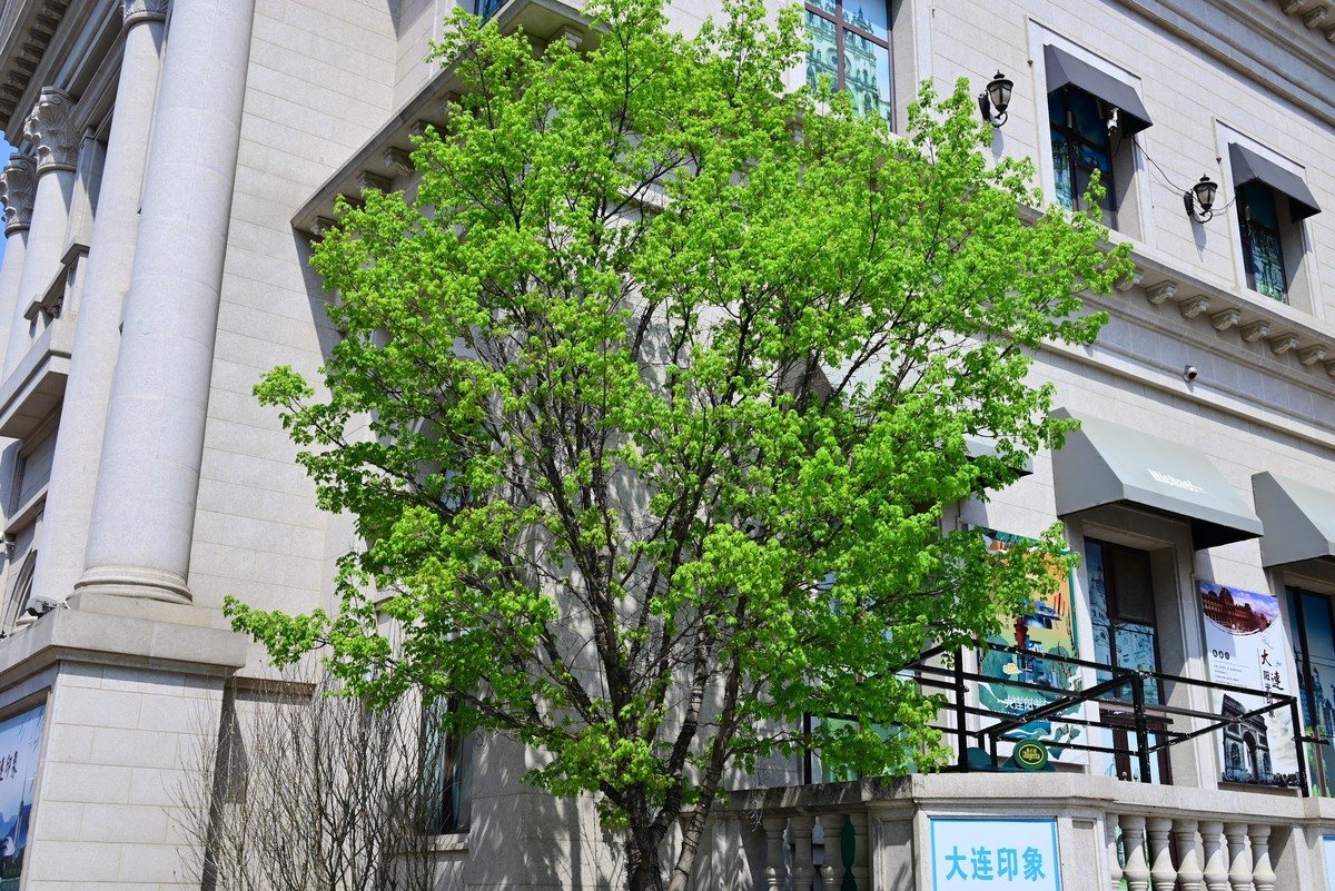 春风拂面桃花绽放