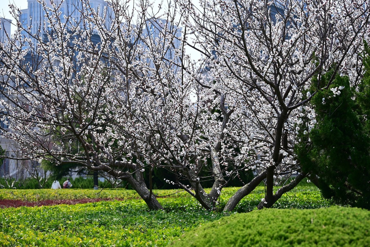 春风拂面桃花绽放