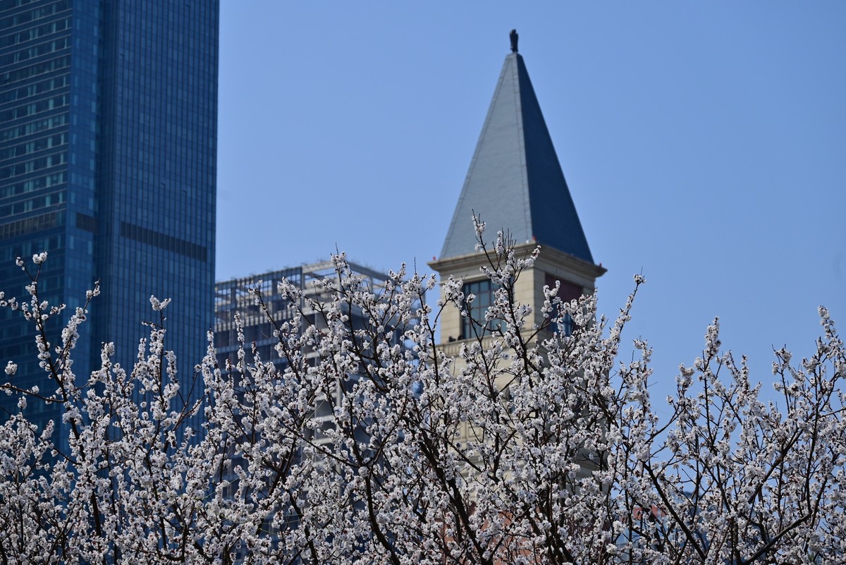 春风拂面桃花绽放