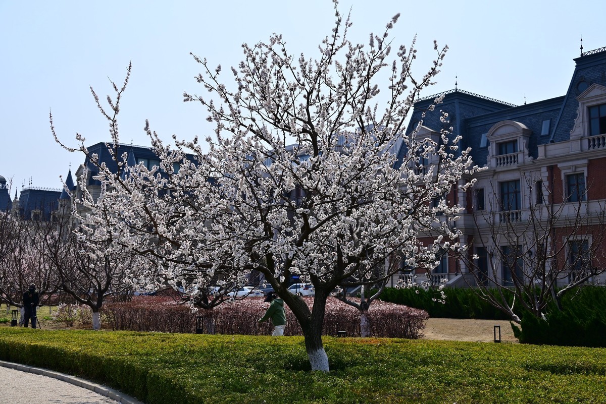 春风拂面桃花绽放