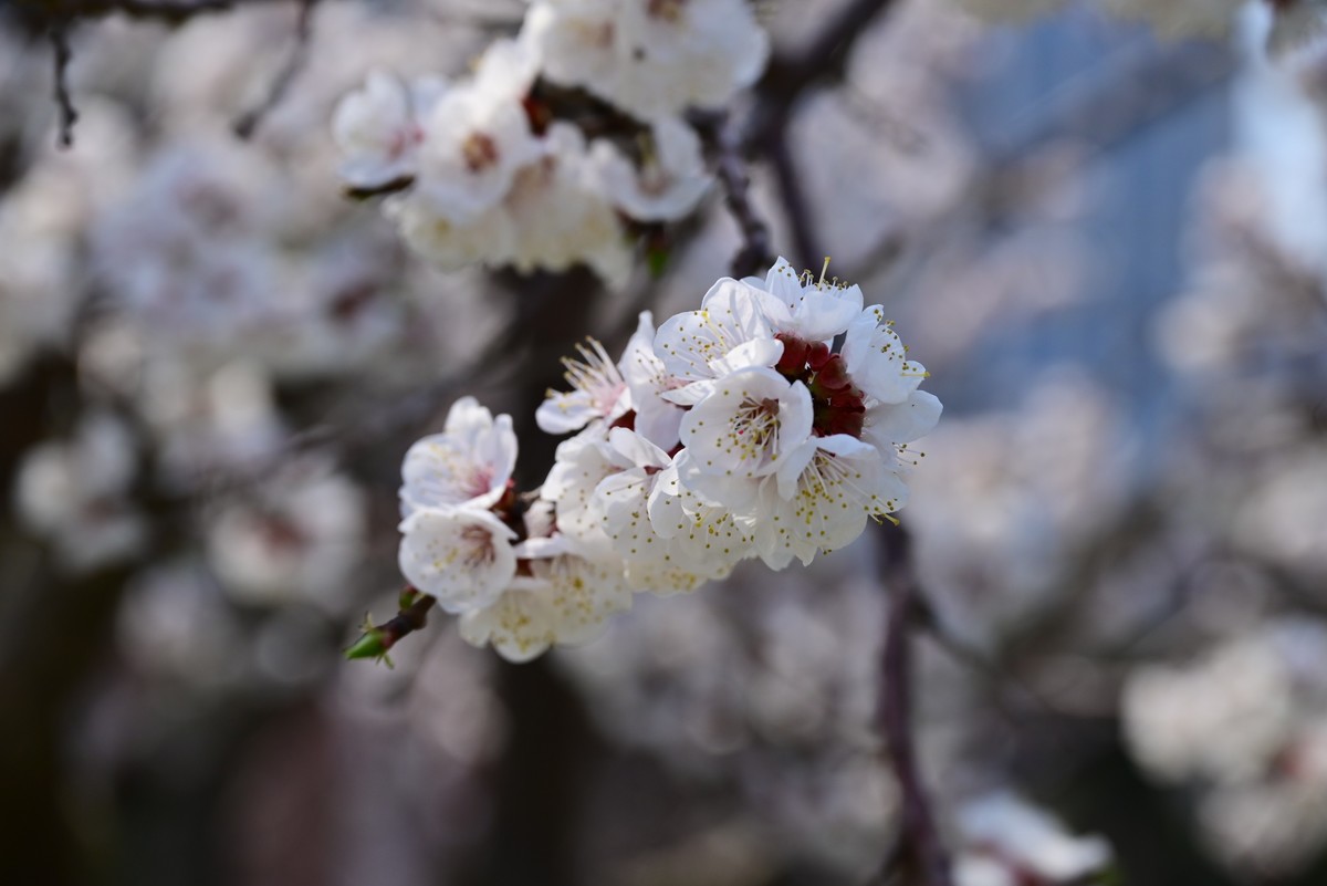 春风拂面桃花绽放