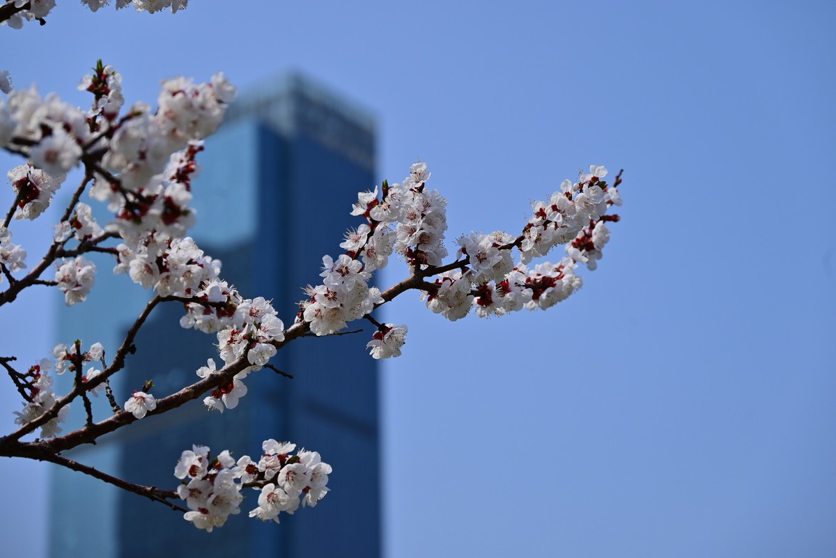 春风拂面桃花绽放