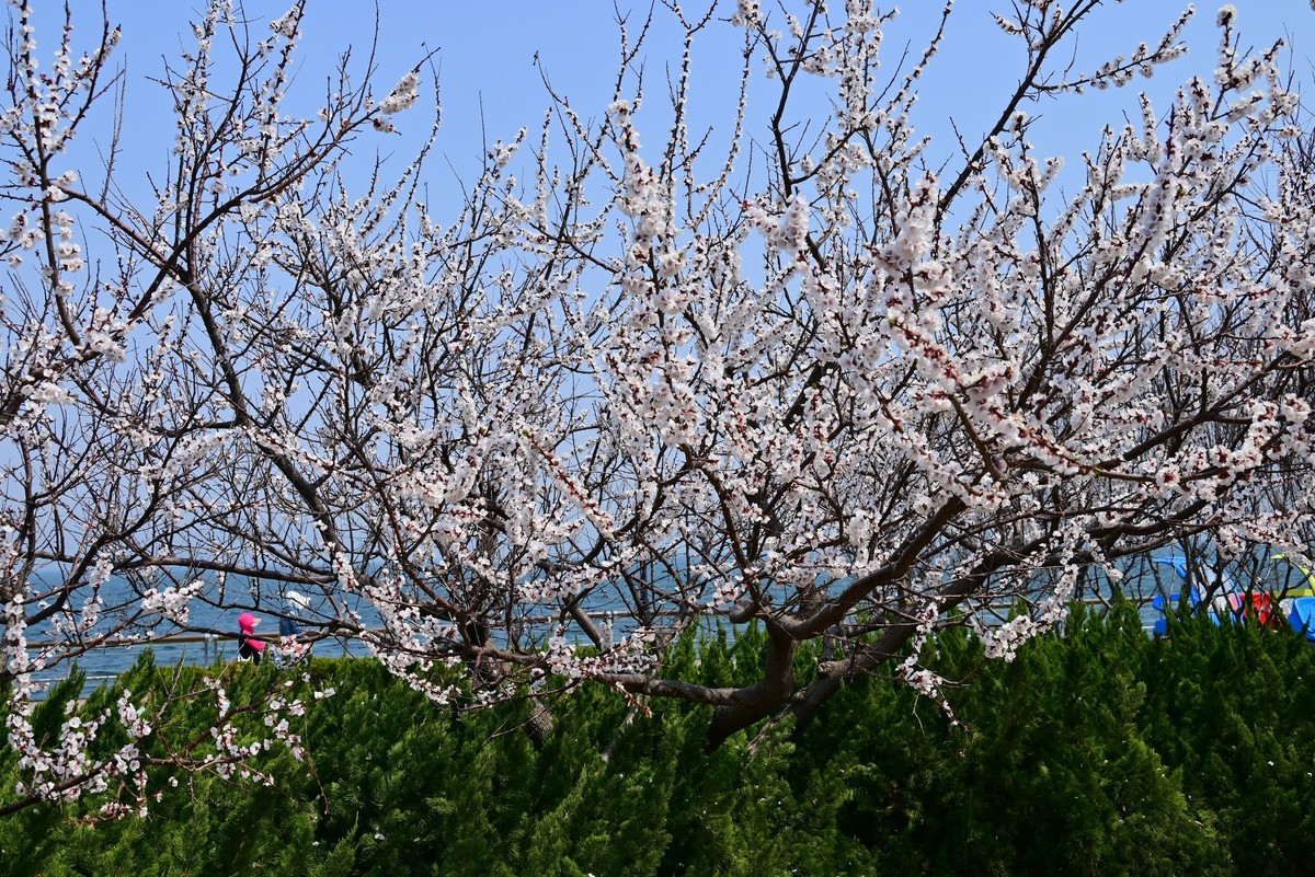春风拂面桃花绽放