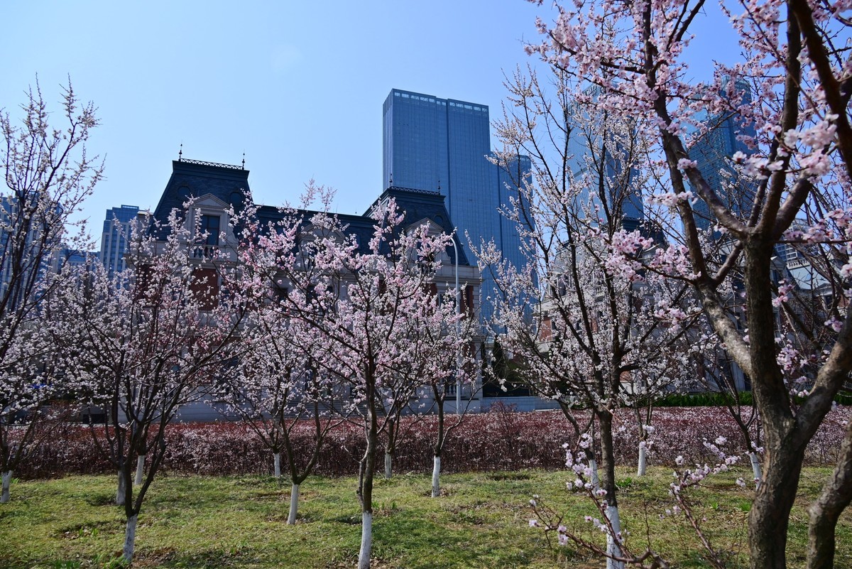 春风拂面桃花绽放