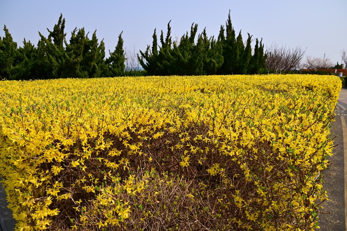 春风拂面桃花绽放