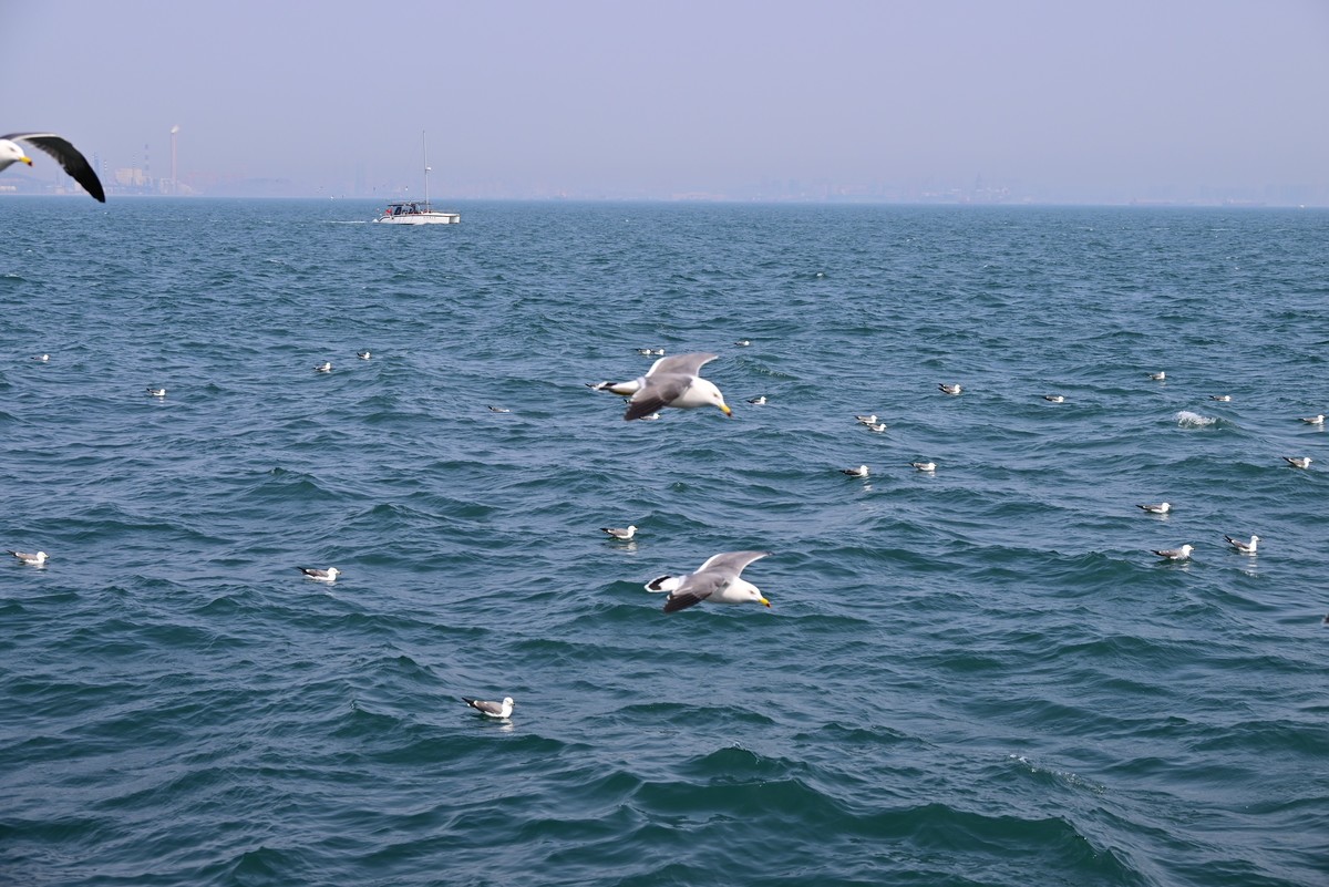 东港海边观海鸥