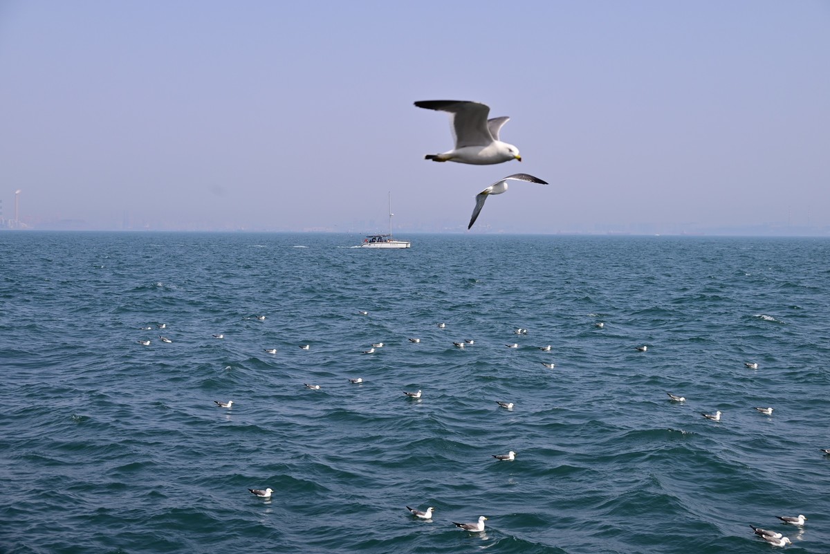 东港海边观海鸥