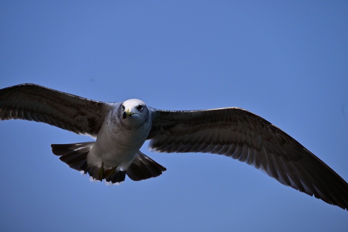 东港海边观海鸥