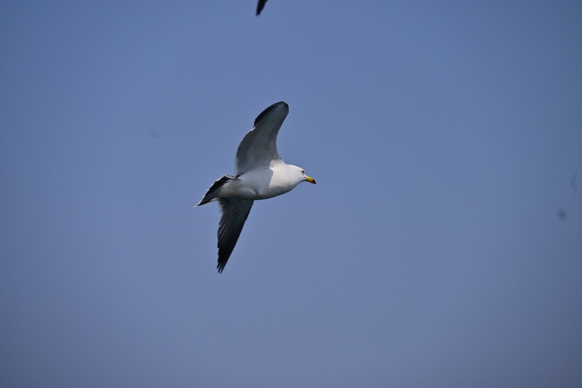 东港海边观海鸥