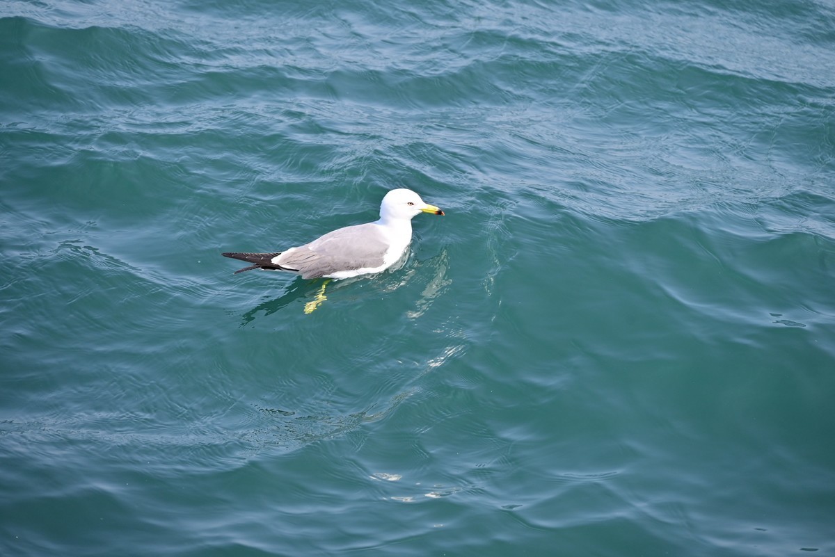 东港海边观海鸥