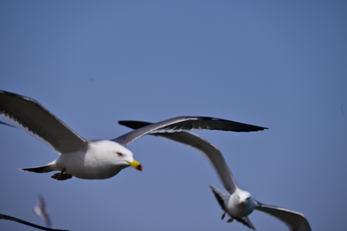 东港海边观海鸥