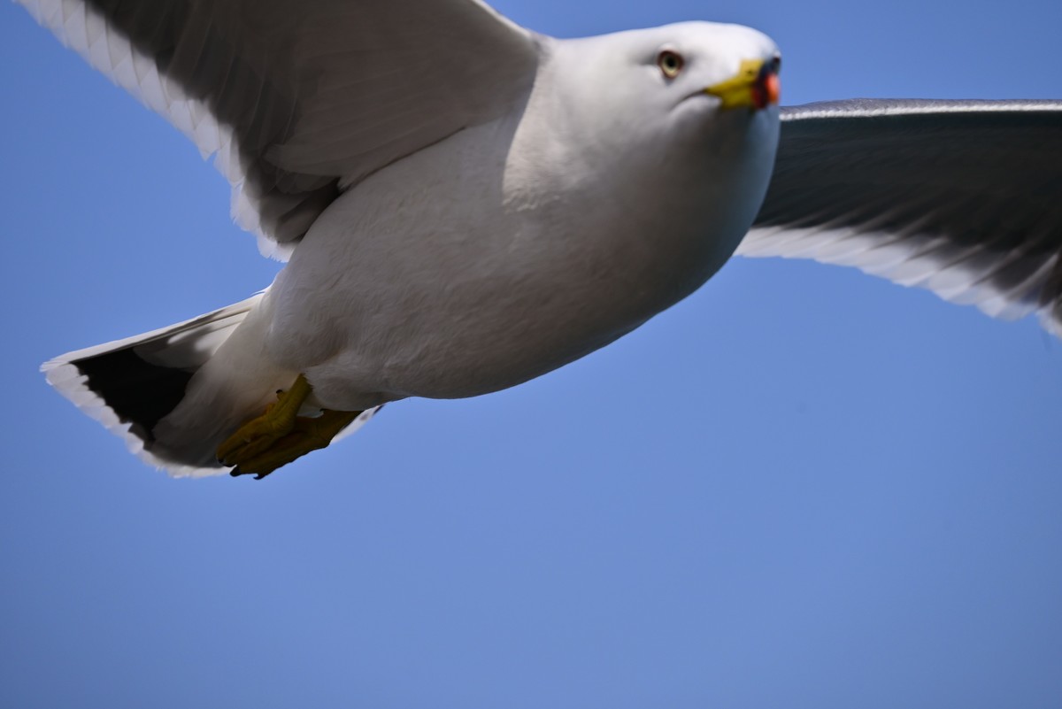 东港海边观海鸥