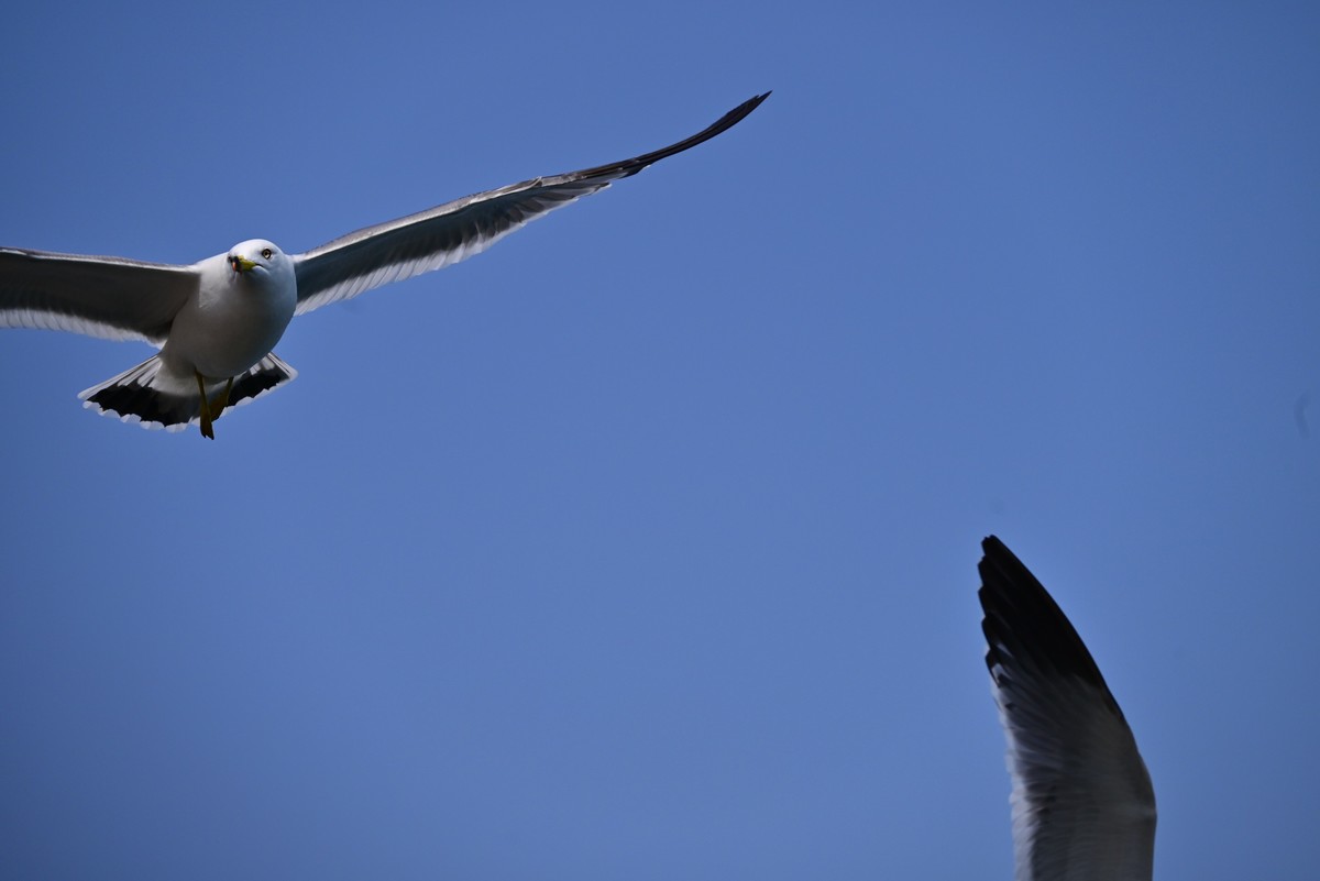 东港海边观海鸥
