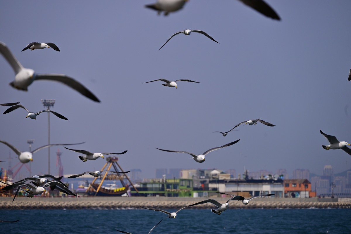 东港海边观海鸥