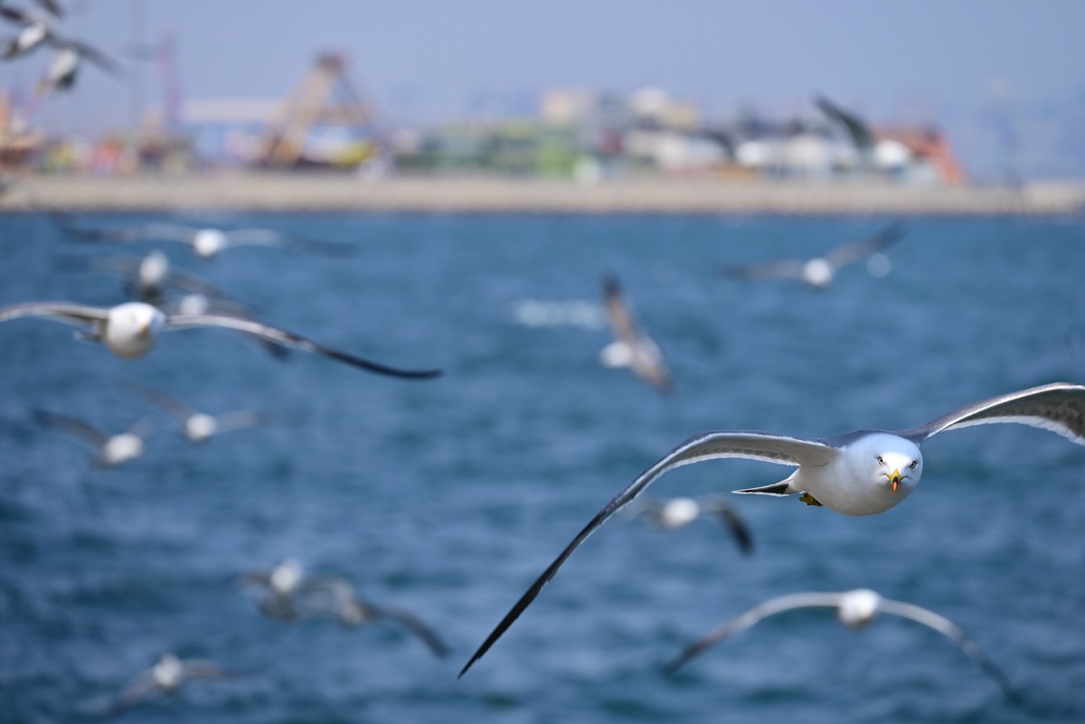 东港海边观海鸥