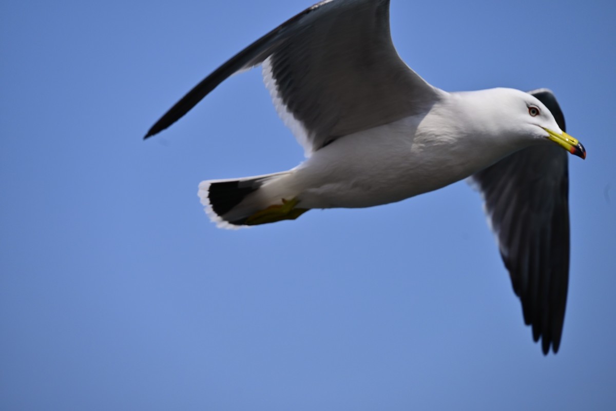 东港海边观海鸥