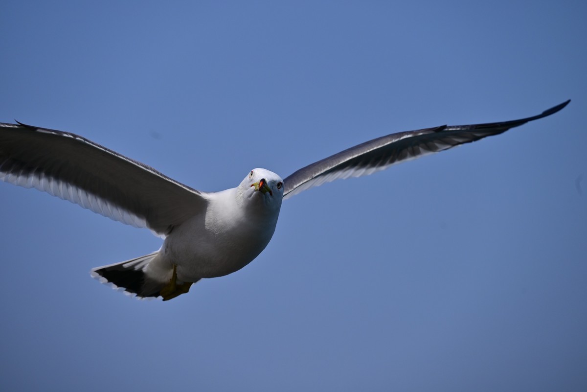 东港海边观海鸥