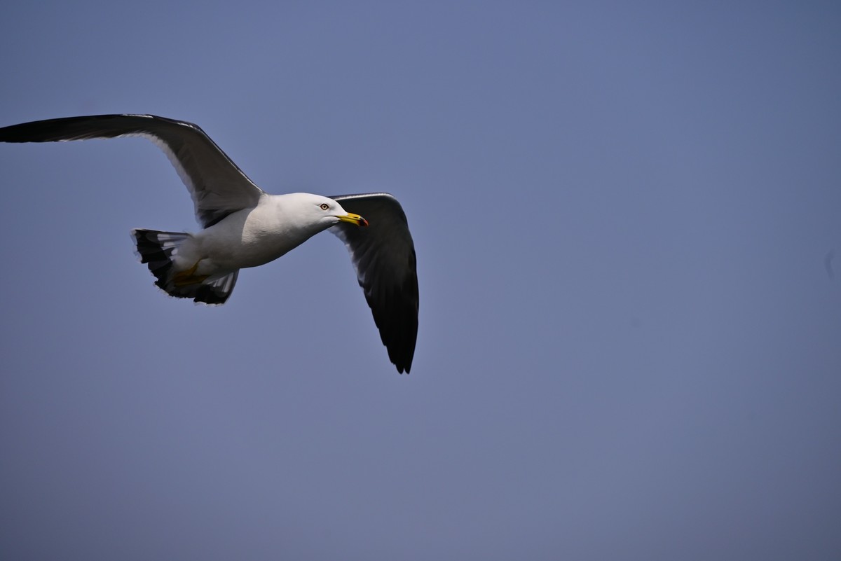 东港海边观海鸥