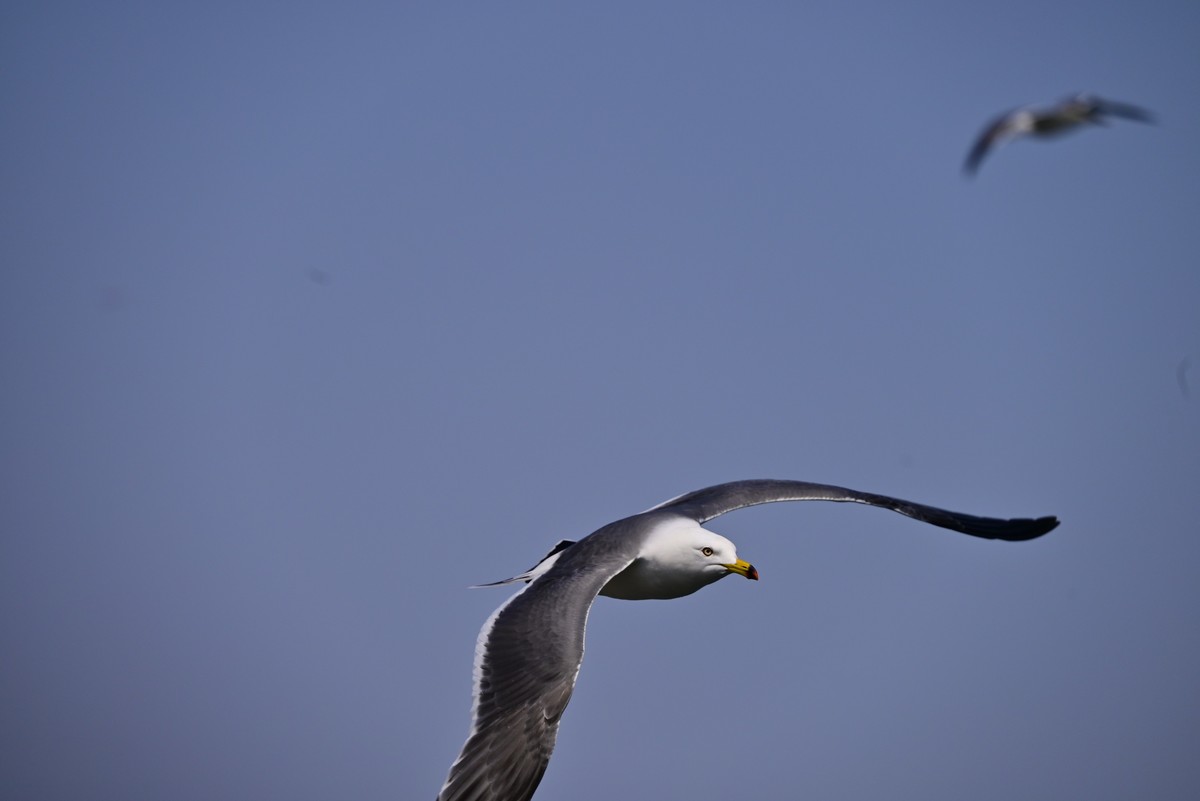 东港海边观海鸥