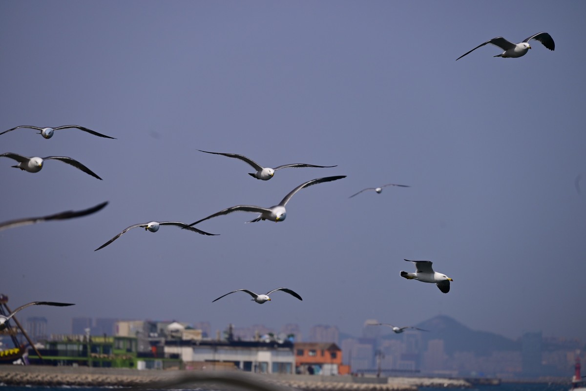 东港海边观海鸥