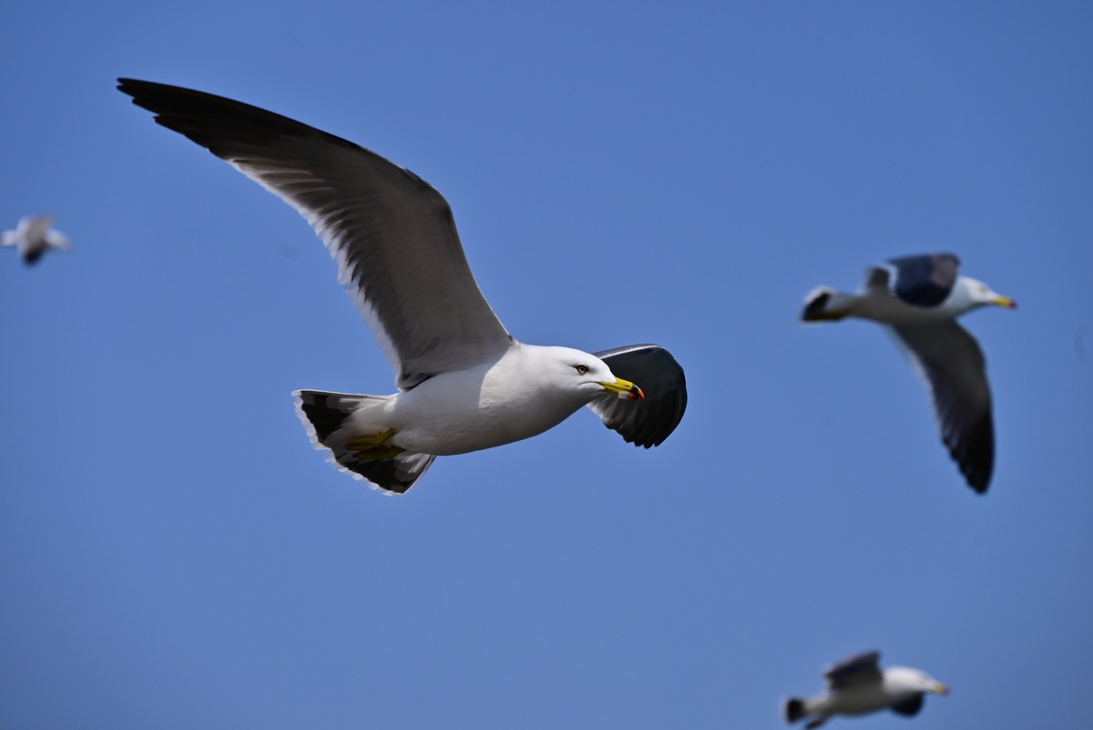 东港海边观海鸥