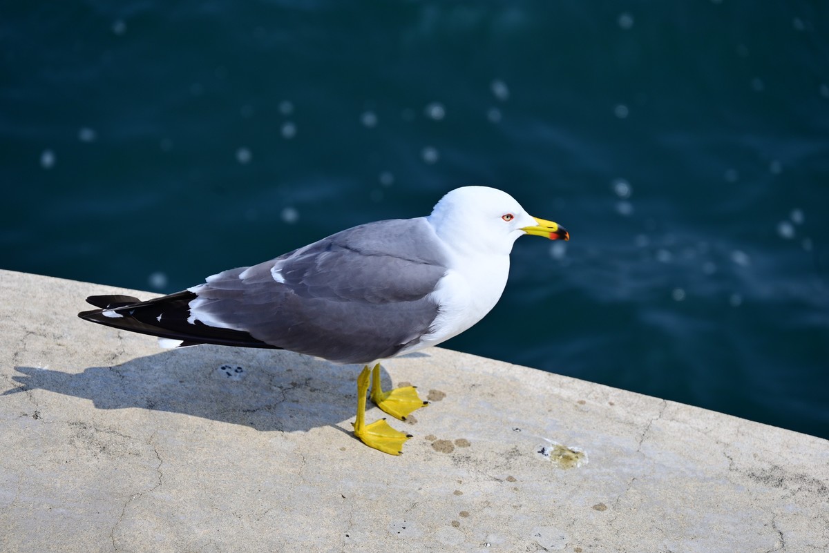 东港海边观海鸥