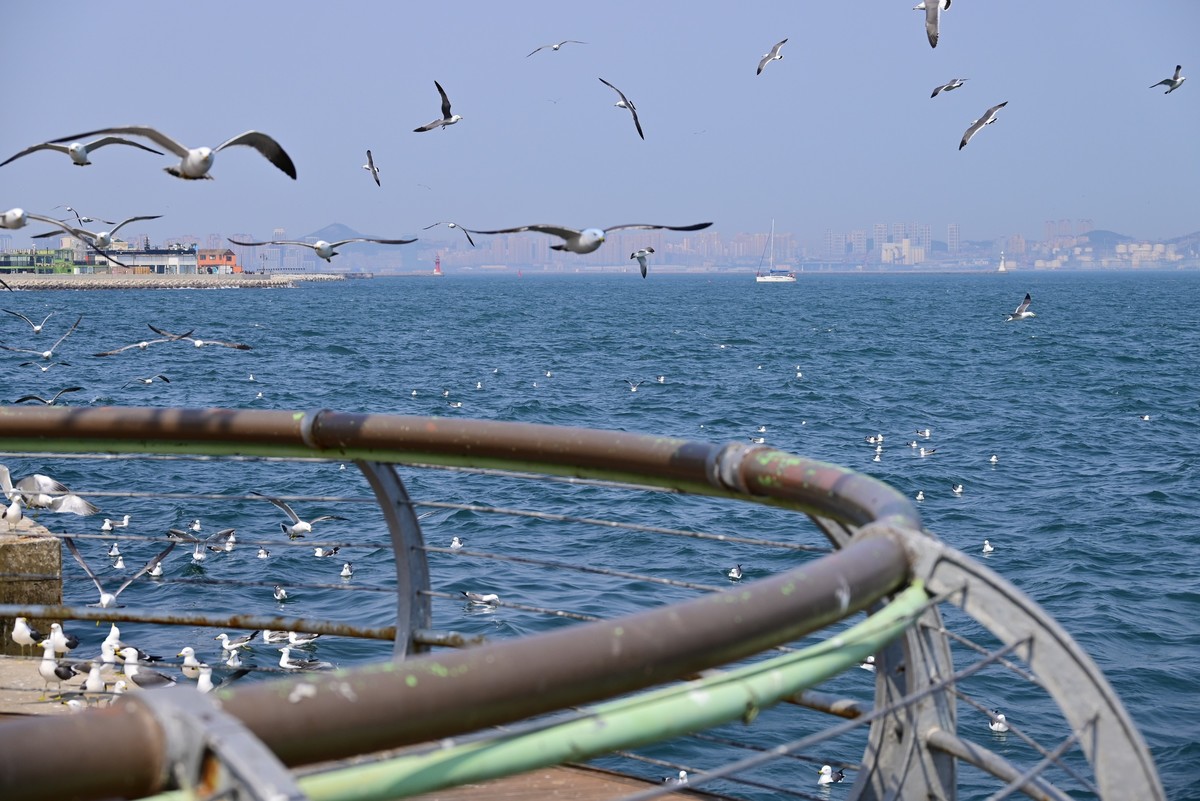 东港海边观海鸥