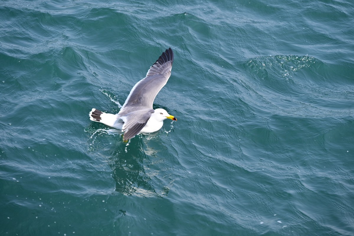 东港海边观海鸥