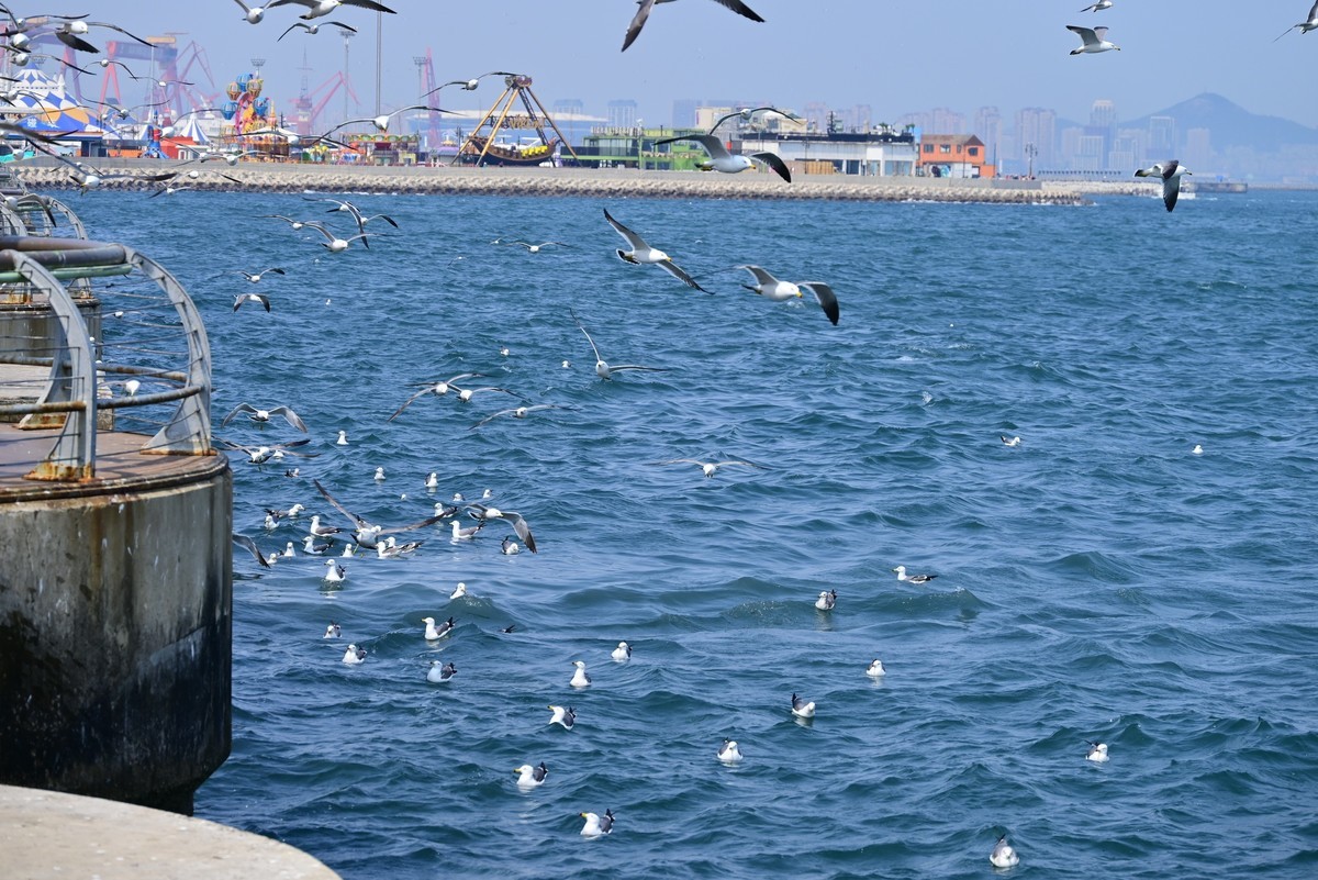 东港海边观海鸥