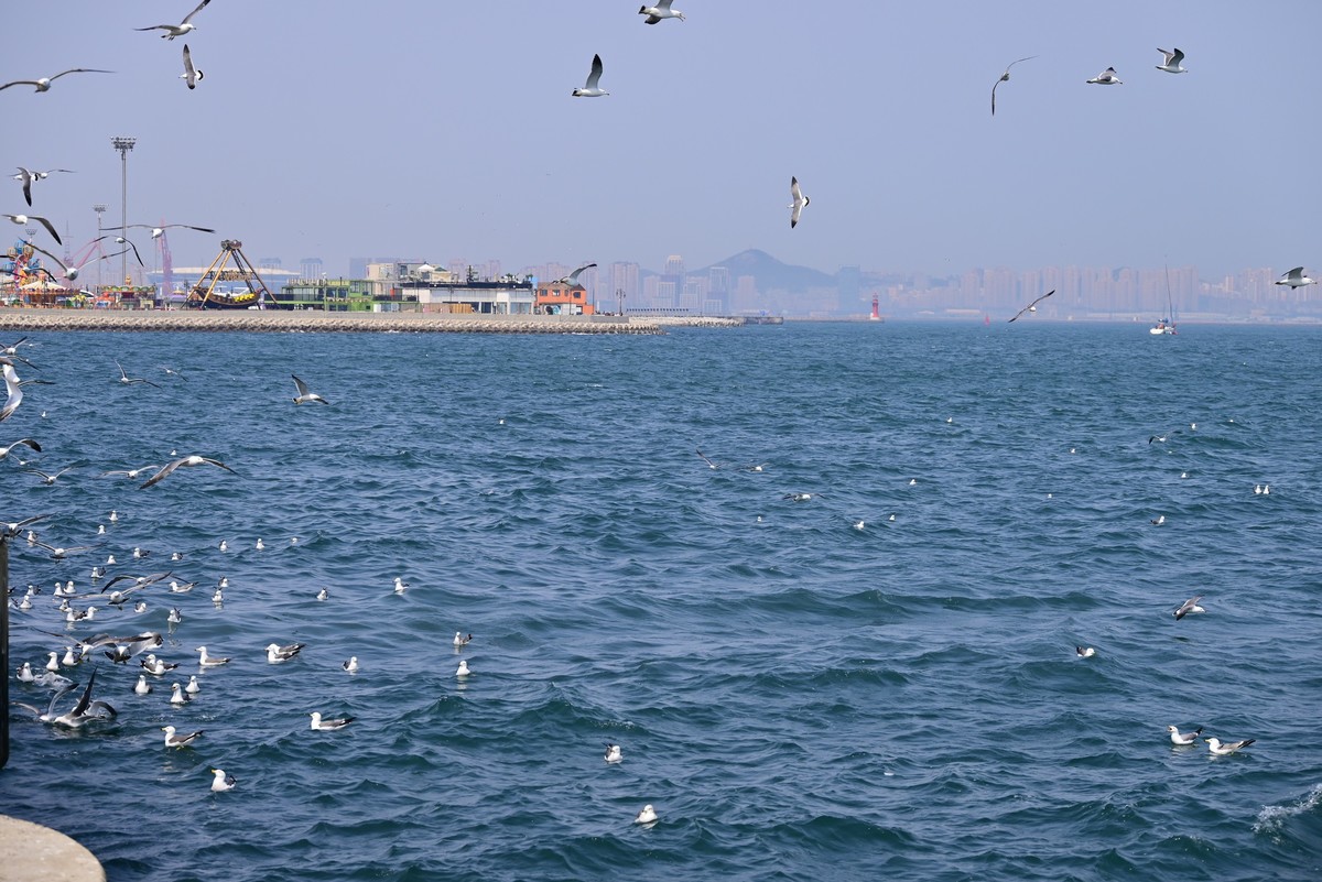 东港海边观海鸥