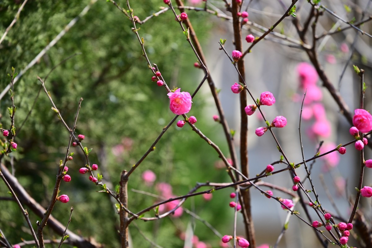 春风拂面桃花绽放