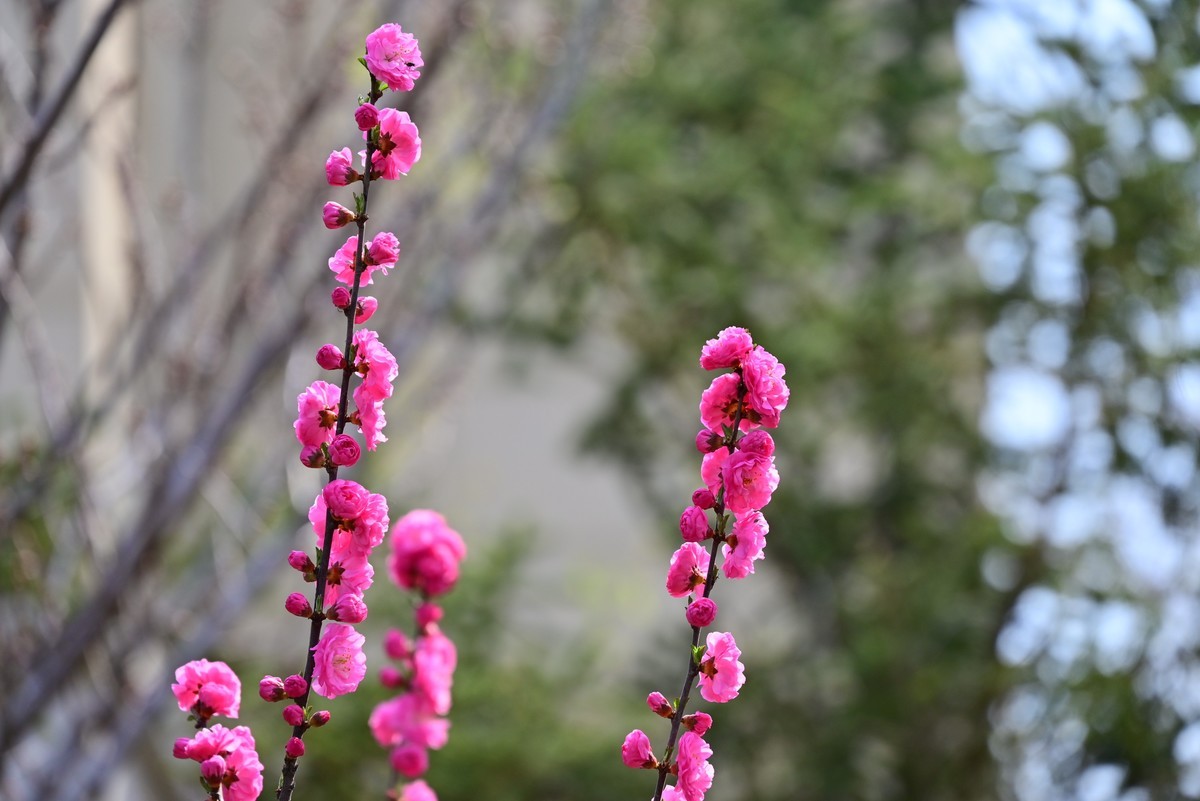 春风拂面桃花绽放
